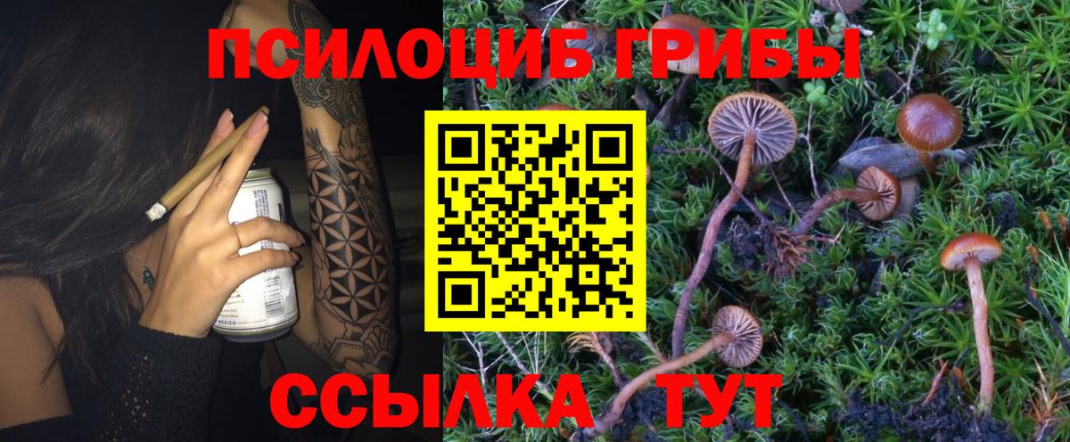 Псилоцибиновые грибы Psilocybe Новоалександровск